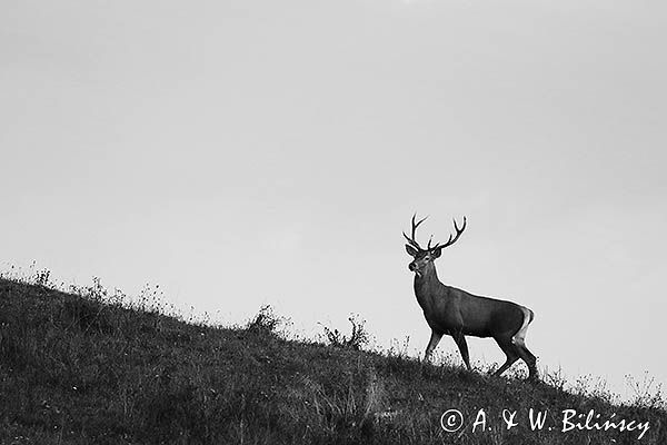 jeleń szlachetny, europejski, Cervus elaphus elaphus jeleń karpacki, rykowisko, Bieszczady, byk