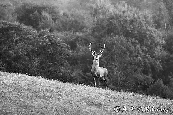 jeleń szlachetny, europejski, Cervus elaphus elaphus jeleń karpacki, rykowisko, Bieszczady, byk
