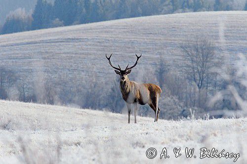 jeleń szlachetny, europejski, Cervus elaphus elaphus jeleń karpacki, bieszczadzki w mroźny dzień, dwunastak