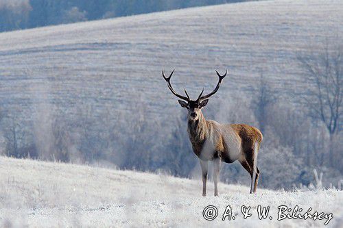 jeleń szlachetny, europejski, Cervus elaphus elaphus jeleń karpacki, bieszczadzki w mroźny dzień, dwunastak