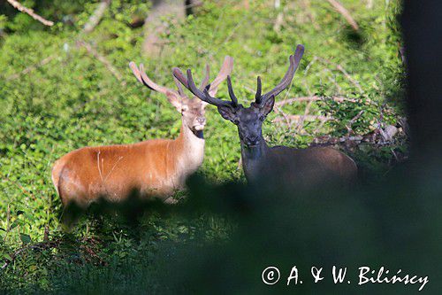 jeleń szlachetny, europejski, Cervus elaphus elaphus jeleń karpacki, bieszczadzki