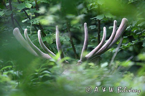 jeleń szlachetny, europejski, Cervus elaphus elaphus jeleń karpacki, bieszczadzki