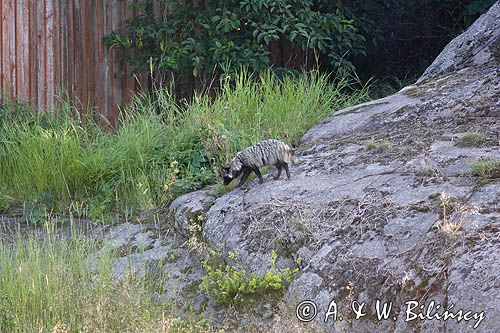 jenot, samica z młodymi, Nyctereutes procyonoides, wyspa Bjorko, szkiery Turku, Finlandia raccoon dog, Nyctereutes procyonoides, Bjorko Island, Turku Archipelago, Finland