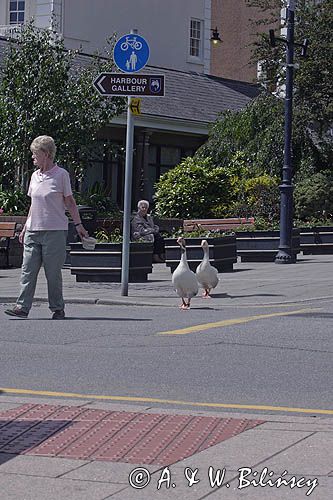domowe gęsi w St. Aubin, wyspa Jersey, Channel Islands, Anglia, Wyspy Normandzkie, Kanał La Manche