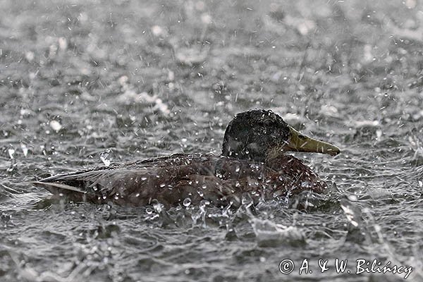 Kaczka krzyżówka w deszczu, Anas platyrhynchos
