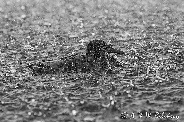 Kaczka krzyżówka w deszczu, Anas platyrhynchos