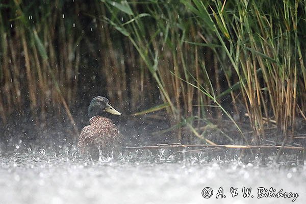Kaczka krzyżówka w deszczu, Anas platyrhynchos