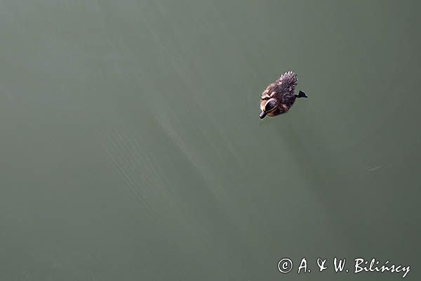 kaczątko, kaczki krzyżówki Anas platyrhynchos