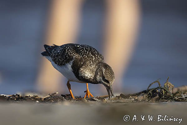 Kamusznik zwyczajny, kamusznik, Arenaria interpres