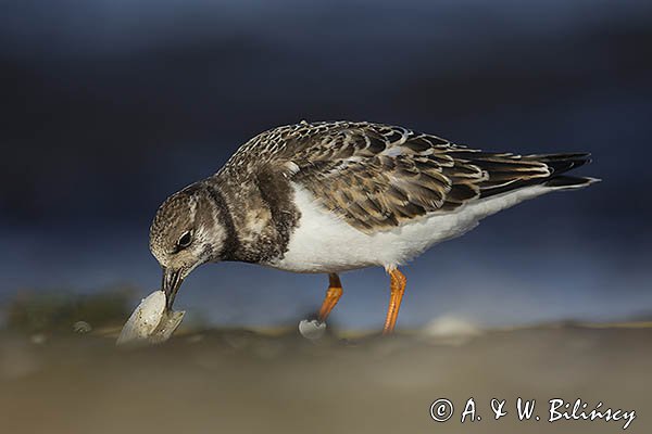 Kamusznik zwyczajny, kamusznik, Arenaria interpres