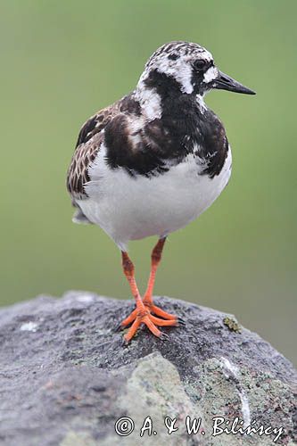 kamusznik, Arenaria interpres