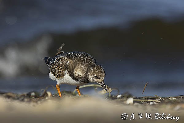 Kamusznik zwyczajny, kamusznik, Arenaria interpres