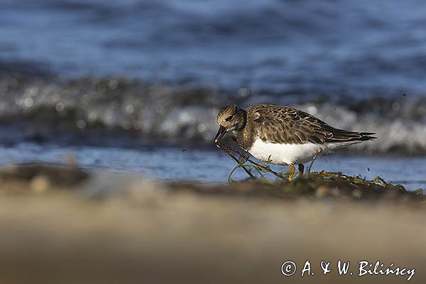 Kamusznik zwyczajny, kamusznik, Arenaria interpres