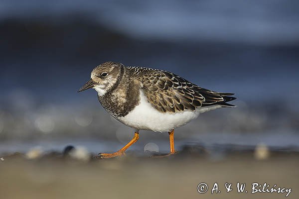 Kamusznik zwyczajny, kamusznik, Arenaria interpres