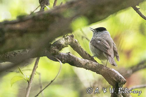 Kapturka, Sylvia atricapilla, samiec