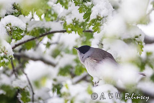 Kapturka, Sylvia atricapilla, samiec