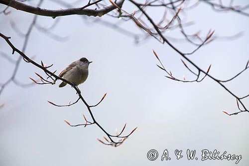 Kapturka, Sylvia atricapilla, samiec