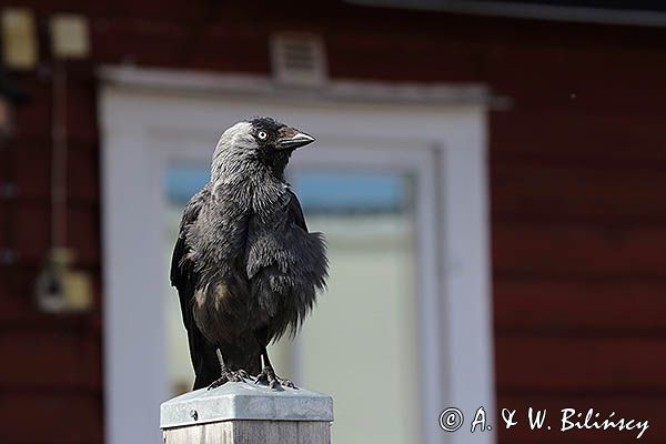 Kawka w Motala, Kanał Gota, Szwecja, Corvus monedula