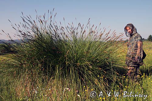 duża kępa turzyc, carex, łąki koło Czarnej, Bieszczady