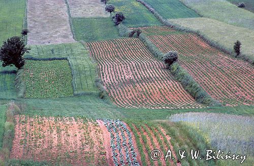 Pola na kielecczyźnie