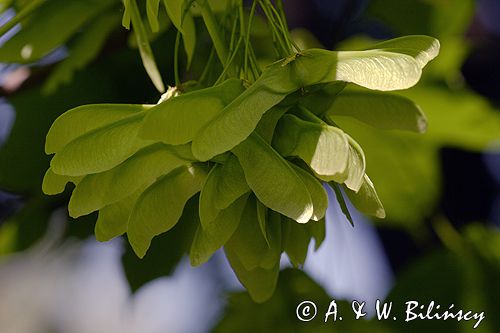 klon zwyczajny Acer platanoides, liście i owoce