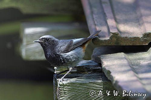 kopciuszek Phoenicurus ochruros, samiec
