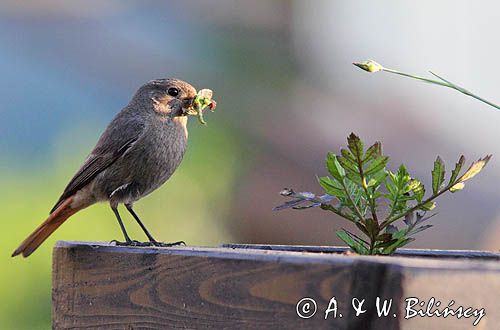 kopciuszek Phoenicurus ochruros, samica z pokarmem w dziobie