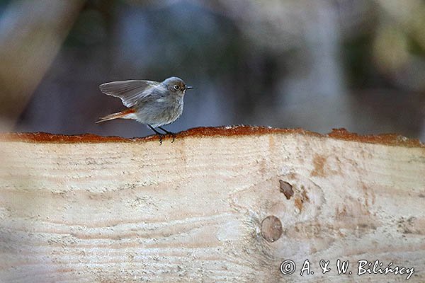 Kopciuszek, Phoenicurus ochruros, samiec o zmroku