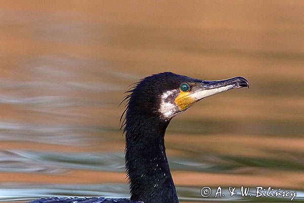 Kormoran czarny, Phalacrocorax carbo