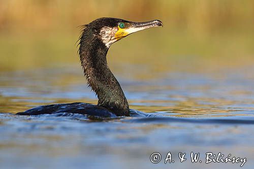 Kormoran czarny, Phalacrocorax carbo