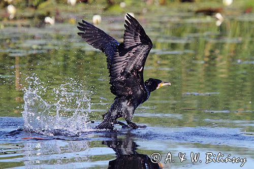 Kormoran czarny, Phalacrocorax carbo
