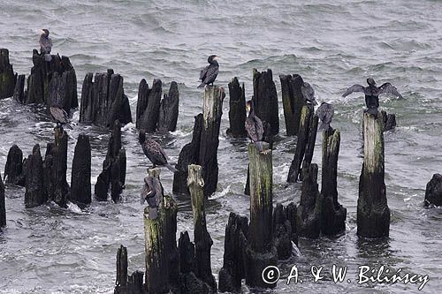 Kormoran czarny Phalacrocorax carbo) na falochronie