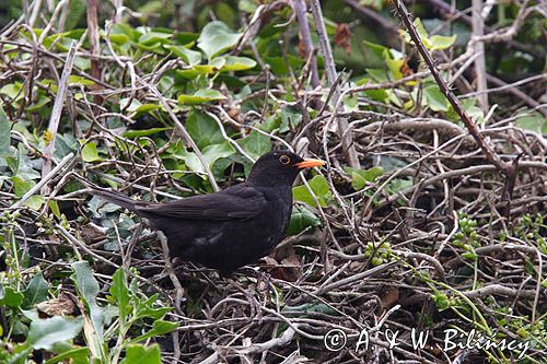 kos, samiec, Turdus merula