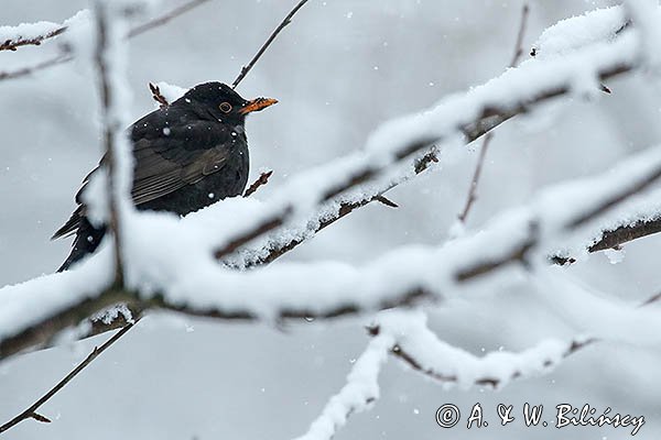 Kos, Turdus merula, samiec