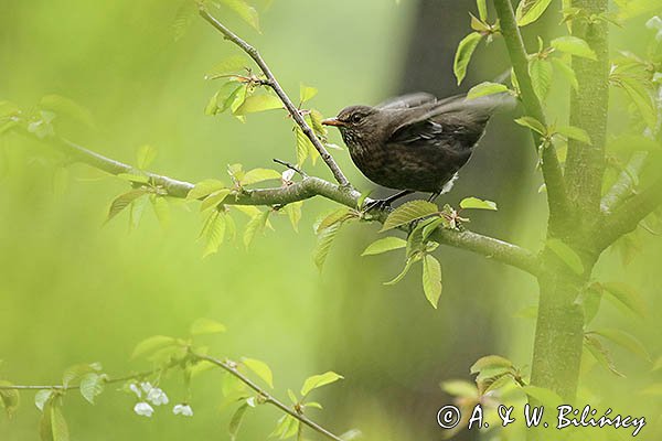 Kos, Turdus merula, samica