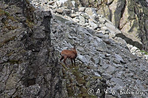 Kozica w Tatrach Rupicapra rupicapra