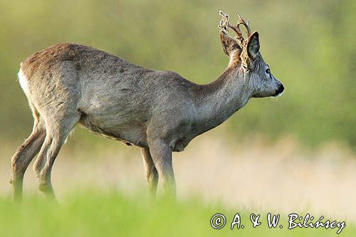 sarna samiec koziołek, Capreolus capreolus