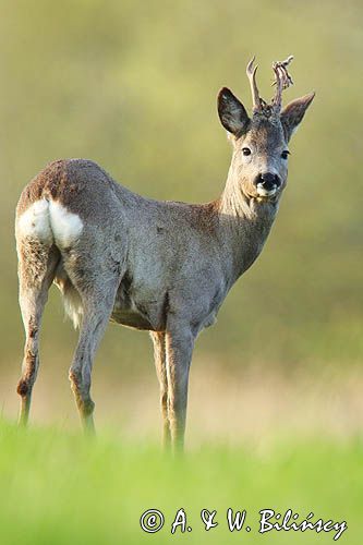 sarna samiec koziołek, Capreolus capreolus