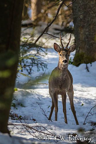 sarna, Capreolus capreolus, samiec, koziołek