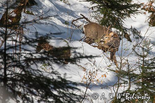 sarna, Capreolus capreolus, samiec, koziołek