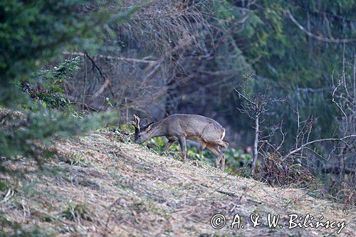 Sarna, sarna europejska, Capreolus capreolus, koziołek, samiec, rogi w scypule