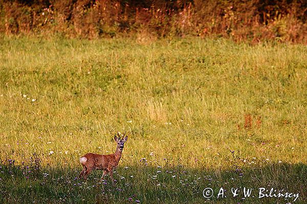 sarna, Capreolus capreolus, koziołek