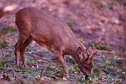 Koziołek o świcie, sarna europejska, Capreolus capreolus, koziołek, samiec, rogi świeżo wytarte
