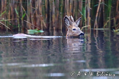 sarna samiec koziołek, Capreolus capreolus