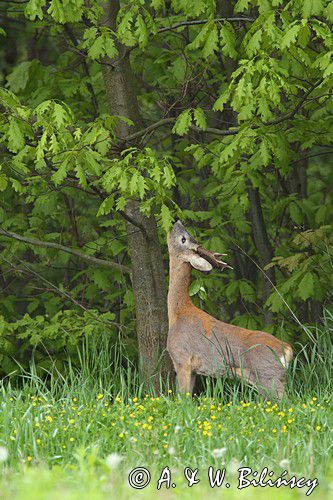 Koziołek, sarna europejska, Capreolus capreolus, samiec