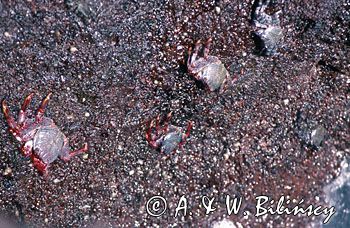 kraby Wyspy Kanaryjskie