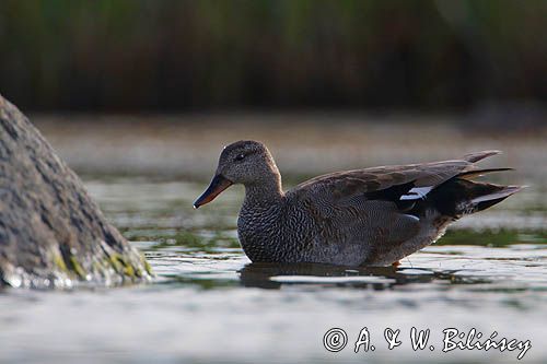Krakwa, kaczka krakwa, Anas strepera