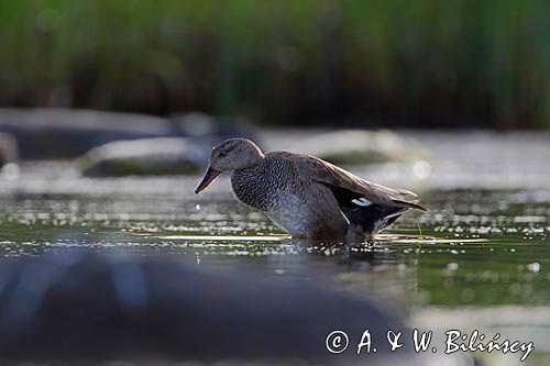 Krakwa, kaczka krakwa, Anas strepera