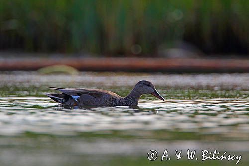 Krakwa, kaczka krakwa, Anas strepera