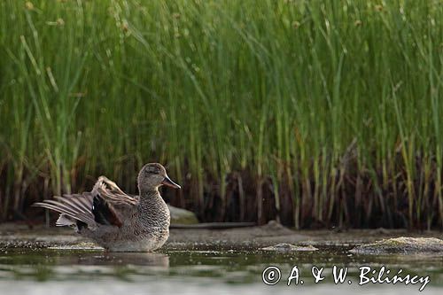 Krakwa, kaczka krakwa, Anas strepera